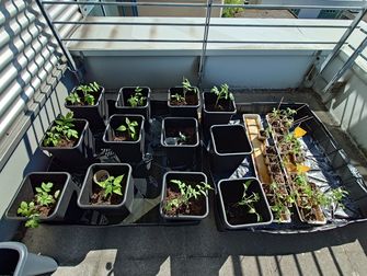 Die Anbau Box der Saatgutbibliothek auf der Terrasse der Fachbibliothek Wirtschaft