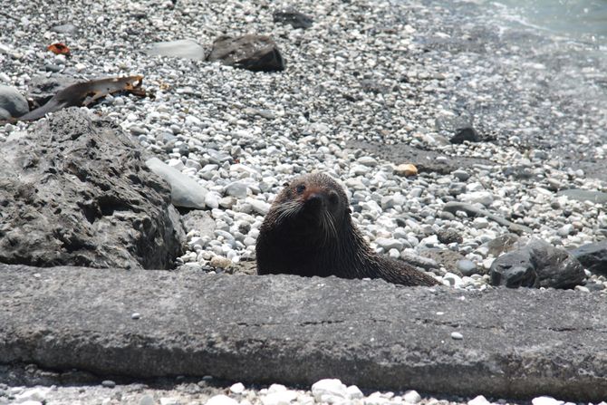 Schaulustiger aus dem Meer: Neuseeländischer Seebär
