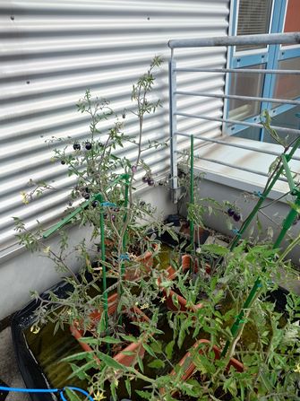 Die Anbau Box der Saatgutbibliothek auf der Terrasse der Fachbibliothek Wirtschaft: die Tomaten werden reif.