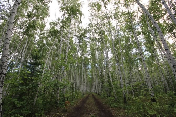 Ein Pfad durch den Birkenwald führt zu der Lichtung