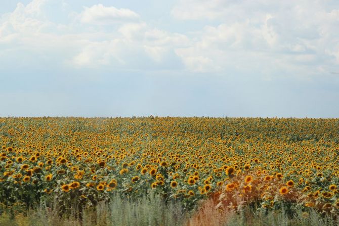 Sonnenblumen, soweit das Auge reicht, in der Ukraine