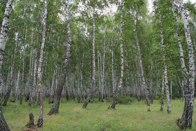 Da sieht man den Wald vor lauter Bäumen nicht mehr. Birken sind sehr verbreitet in Russland