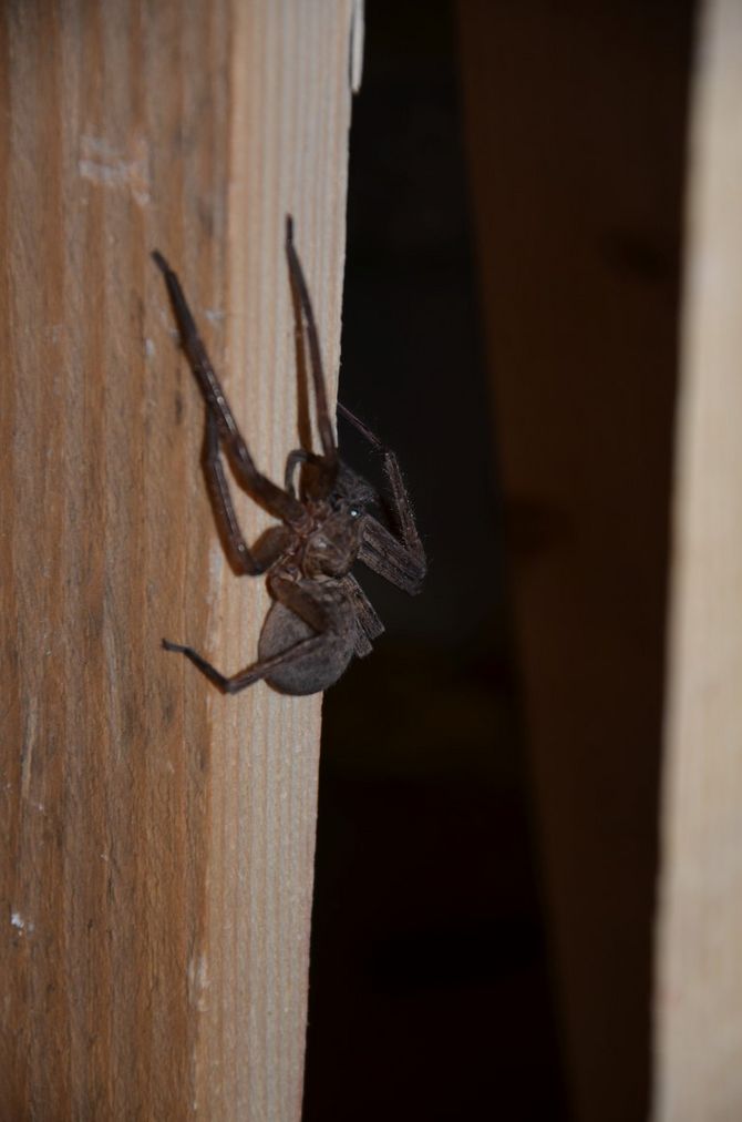 Besuch in der Werkstatt, eine Spinne mit einem Körperdurchmesser von ca. 5 cm