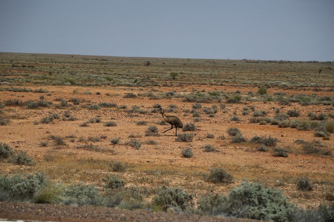 Emu am Straßenrand