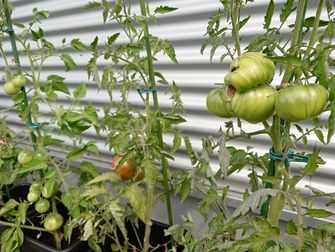Die Anbau Box der Saatgutbibliothek auf der Terrasse der Fachbibliothek Wirtschaft: die Tomaten werden reif.