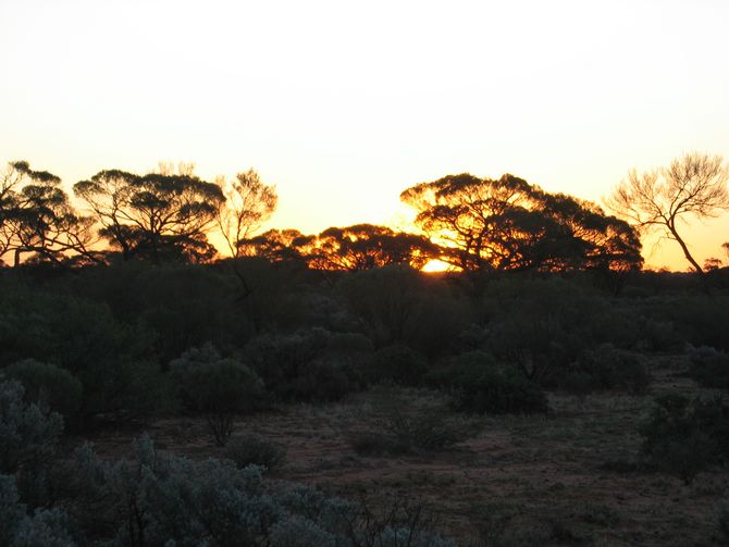 Sonnenuntergang im Busch