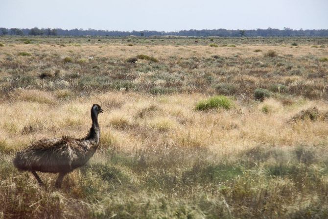 Das Team begegnet einem australischen Emu
