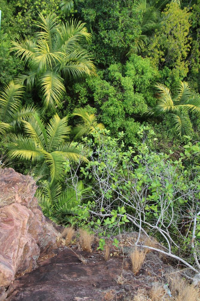 Tropische Vegetation im Litchfield Nationalpark