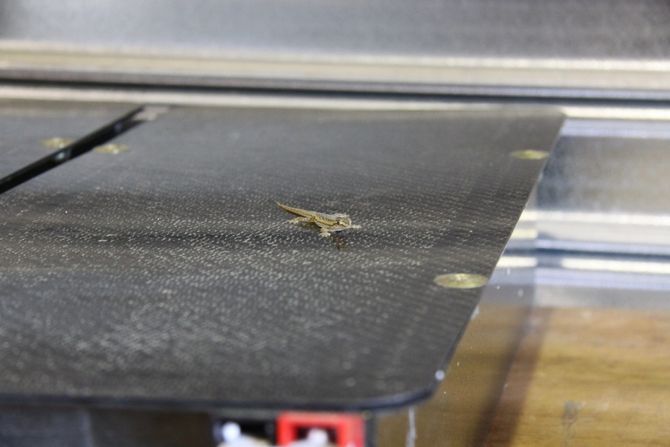 Ein Gecko auf einem der Batterieboxen