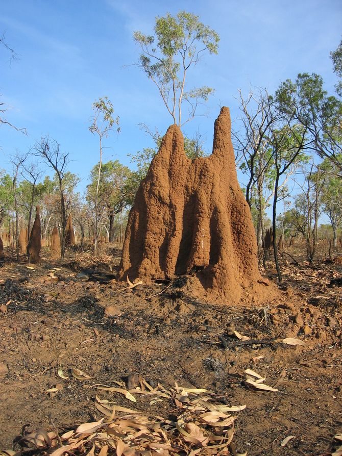 Termitenhügel: Kunstwerke am Straßenrand