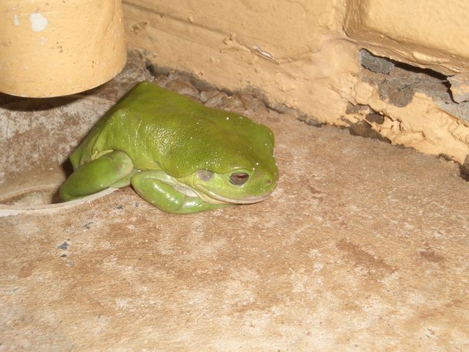 Ein grüner Frosch auf Nachtwanderung