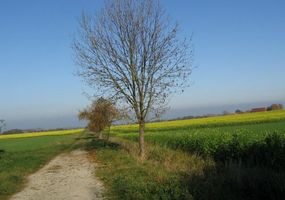 Feldweg an sonnigem Frühlingtag mit vereinzelten Bäumen und blühenden Rapsfeldern am Horizont