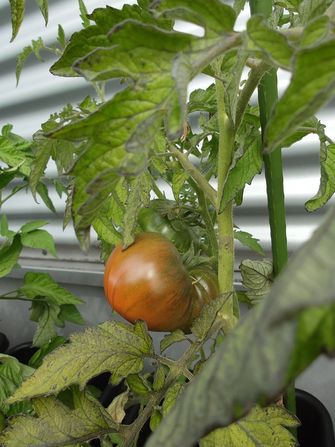 Die Anbau Box der Saatgutbibliothek auf der Terrasse der Fachbibliothek Wirtschaft: die Tomaten werden reif.