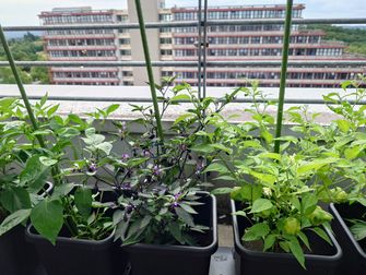 Die Anbau Box der Saatgutbibliothek auf der Terrasse der Fachbibliothek Wirtschaft: die  Chilies