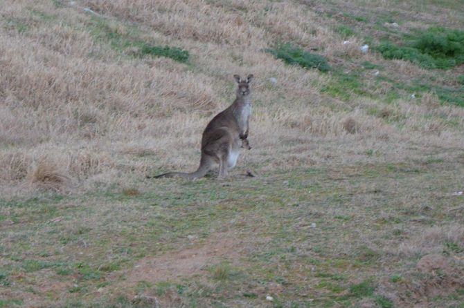 Känguru mit Baby im Beutel