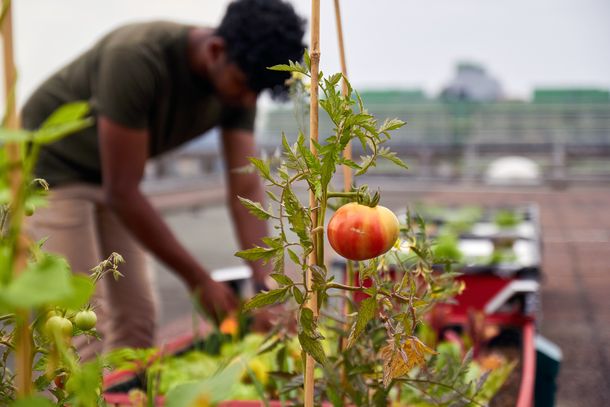 OnTop – die Rooftop Farm an der Hochschule Bochum [© Constantin Sauer - WhatisReality]