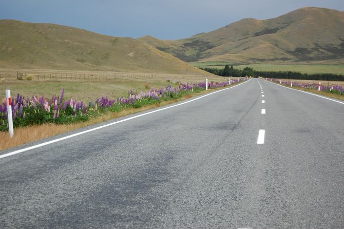 Blüte am Straßenrand: Frühling in Neuseeland