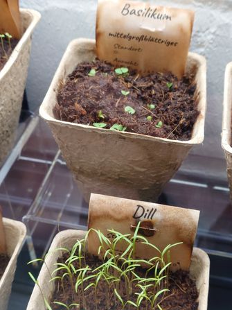 Das Anschauungs-Gewächshaus der Saatgutbibliothek in der Fachbibliothek Technik: Dill und Basilikum